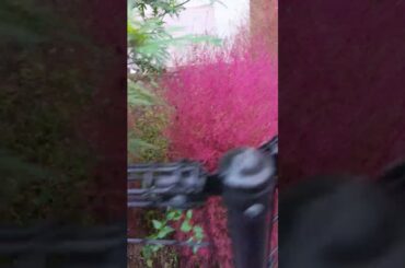 【なにこれ？】DCM（ケーヨーD2）の商品、変異種