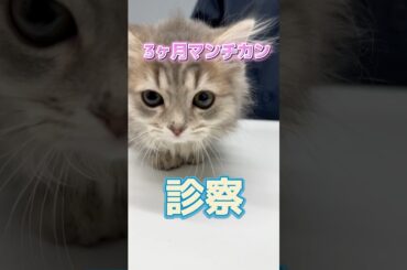 2回目のワクチンを打ちに3ヶ月のマンチカンが動物病院にやってきた！