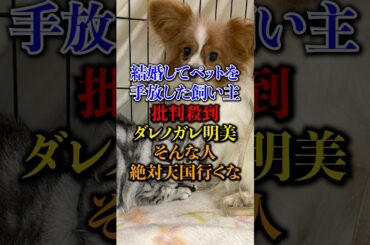 結婚してペットを手放す飼い主にダレノガレ明美激怒　#犬 #猫 #ペット #ニュース