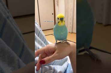 殻取り目潰し #セキセイインコ #インコ #癒し #birds