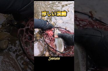 突然変異種『ホウライマス』GET‼️渓流ベイト