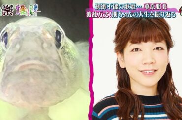 華原朋美テレビ出演 2023