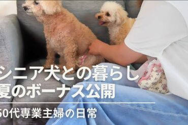 暮らしのvlog / シニア犬との暮らし / 主婦の朝昼ごはん / 夏のボーナス公開 / 犬のいる暮らし / 50代専業主婦の日常