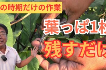 【8月限定・誰でも簡単】ナスの摘芯で収量アップ！切り戻しの全手順（2025.8.16）