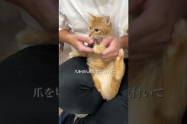 チャイさんの暮らし77。#保護猫