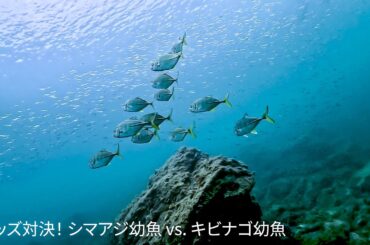 キッズ対決！ シマアジ幼魚vs キビナゴ幼魚 2025.8.16 東伊豆・川奈