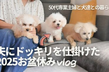 50代専業主婦と3匹の犬との暮らし / 子犬のお迎え / お盆休みの様子 / 多頭飼い / トイプードル / ビションフリーゼ
