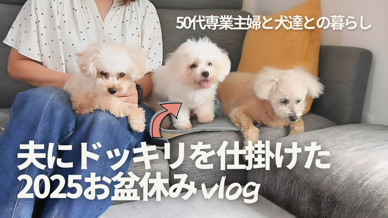 50代専業主婦と3匹の犬との暮らし / 子犬のお迎え / お盆休みの様子 / 多頭飼い / トイプードル / ビションフリーゼ 50代専業主婦と3匹の犬との暮らし / 子犬のお迎え / お盆休みの様子 / 多頭飼い / トイプードル / ビションフリーゼ