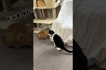 チャイさんの暮らし133。