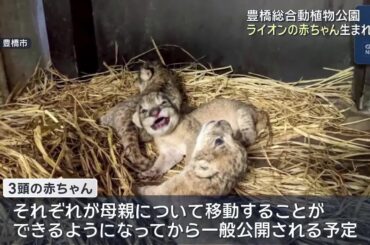 ライオンの赤ちゃん3頭生まれる　豊橋総合動植物公園 (25/08/20 23:13)
