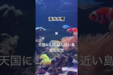 海水水槽✖ #原田知世 #天国にいちばん近い島 / #時をかける少女 #愛情物語 #ロマンス #林哲司 #康珍化 #角川映画 #1984