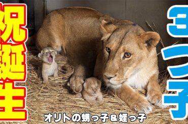 のんほいパークのライオン・シルクが３つ子を出産したのでシェア❤️