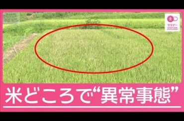 異常な猛暑で新米価格に影響も…米どころ新潟“異例の事態”【サタデーステーション】(2025年8月23日)