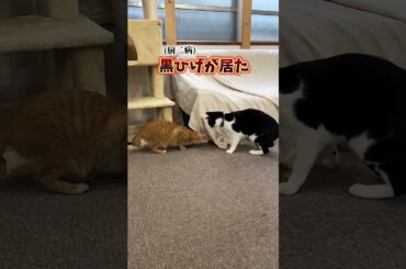 チャイさんの暮らし131。