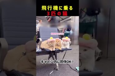 飛行機に乗る3匹の猫 #shorts #youtubeshorts#shortvideo #shortfeed #kitty #cat #catvideos#雑学 #豆知識#可愛い#かわいい