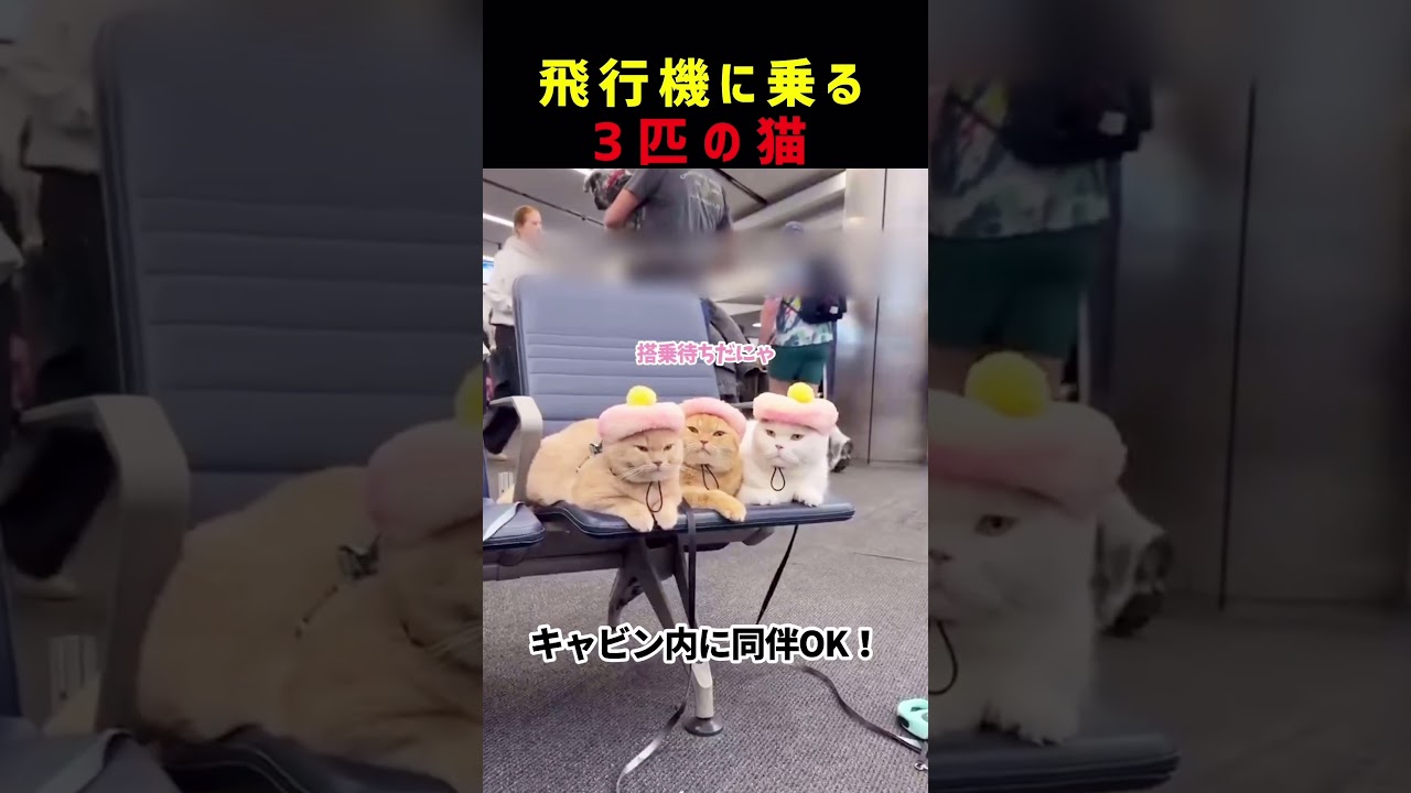 飛行機に乗る3匹の猫 #shorts #youtubeshorts#shortvideo #shortfeed #kitty #cat #catvideos#雑学 #豆知識#可愛い#かわいい 飛行機に乗る3匹の猫 #shorts #youtubeshorts#shortvideo #shortfeed #kitty #cat #catvideos#雑学 #豆知識#可愛い#かわいい