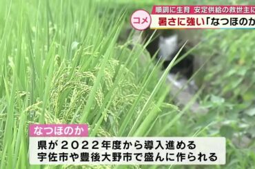 早期米が店頭に　販売価格は約2倍　猛暑に強い品種「なつほのか」は生育順調　大分