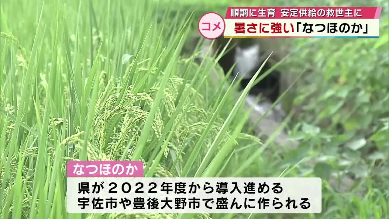 早期米が店頭に　販売価格は約2倍　猛暑に強い品種「なつほのか」は生育順調　大分