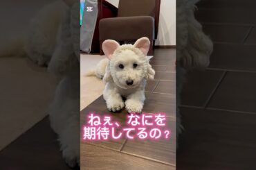 【替え歌】新しい学校のリーダーズ#shorts #short #ショート#ペット #犬#かわいい #替え歌#癒し