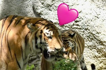 アムールトラ　ソーンくんとローラちゃん　くっついたり離れたり【浜松市動物園】Amur tiger Son-kun Lora-chan Hamamatsu Zoo