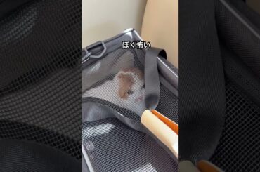 家ではやりたい放題のネコがワクチン接種になると#shorts#ねこ