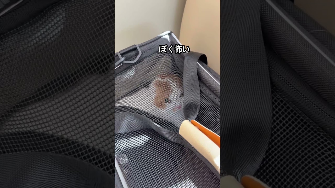 家ではやりたい放題のネコがワクチン接種になると#shorts#ねこ 家ではやりたい放題のネコがワクチン接種になると#shorts#ねこ