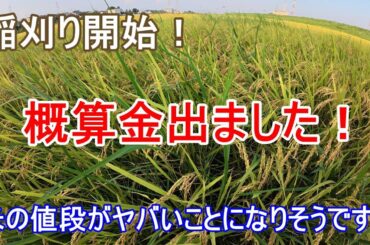 概算金が出て昨年と比較してみたら大変なことになりそうです！【お米】米価格は2極化していく⁉