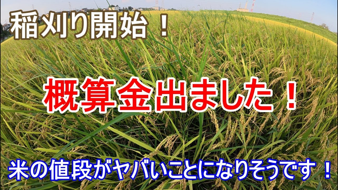 概算金が出て昨年と比較してみたら大変なことになりそうです！【お米】米価格は2極化していく⁉