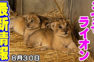 のんほいパークからライオン最新動画がアップされたので共有します❤️