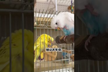 おなかが見たい