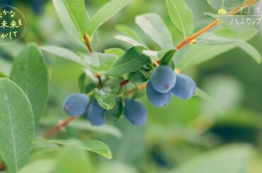 北海道 厚真町「ハスカップ」③ 群生地を守るために／『ゆたかな食の未来をさがして』【TBS】
