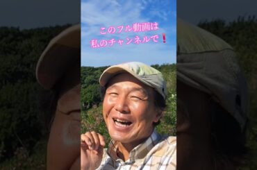 #昭和のアイドル歌謡 #80年代アイドル #ドラマ主題歌 #昭和のドラマ #懐メロ #スケバン刑事 #浅香唯 #想い出のメロディー #80年代歌謡曲 #昭和の名曲 #歌手 #昭和歌謡カバー #アカペラ