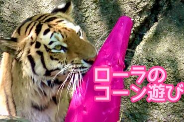アムールトラ　ローラちゃん　水風呂の中でコーンで遊んでいます【浜松市動物園】Amur tiger Lora-chan Hamamatsu Zoo