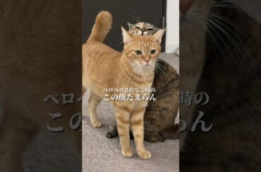 チャイさんの暮らし81。#保護猫