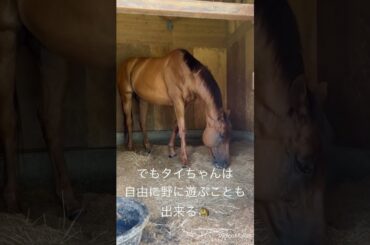 タイちゃん遠回しに放牧に出たい #引退競走馬 #horse #jin #中谷美紀