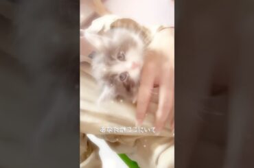 #子ネコ #cat #ノルウェージャンフォレストキャット