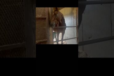 もぐもぐ　#horse #なみあし会 #馬