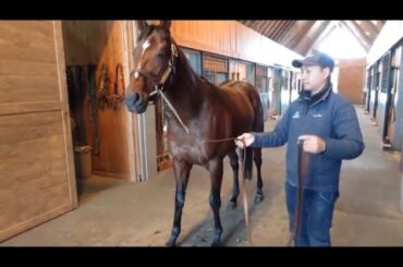 ドウデュース厩舎内お散歩🐎