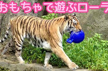 アムールトラ　ローラちゃん　おもちゃを拾って遊んでいます【浜松市動物園】Lora-chan Lora-chan Hamamatsu Zoo