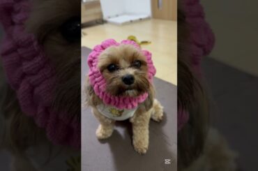 ポンデリングしのん　#シーズー #犬 #dog #動物 #animal #capcut  #ショート #shorts #かわいい #cute #おすすめ #ShihTzu #幻聴 #幻聴界隈　#笑える