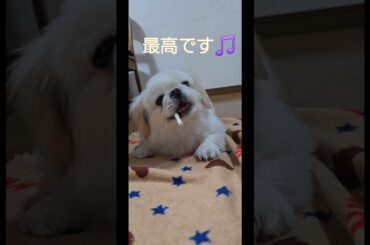 【ペキニーズ】新しい歯磨きガムに夢中 #ペキニーズ #犬好き #犬のいる生活