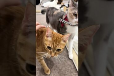 チャイさんの暮らし137。