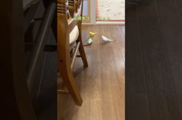 箸が転んでもおかしい年頃