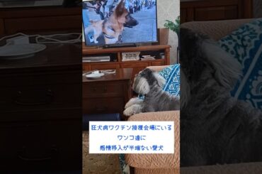 狂犬病ワクチン接種会場のワンコの動画に感情移入が半端ない愛犬