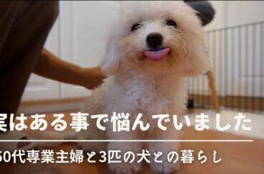 50代主婦と3匹の犬との暮らし / 子犬のトイレトレーニング / 主婦の昼ごはん / 犬のいる暮らし / せいろ蒸し料理 / トイプードル / ビションフリーゼ