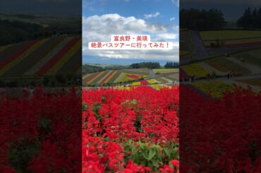 【北海道観光】富良野・美瑛 絶景バスツアーに行ってみた #shorts