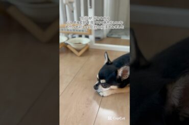 新しい食器にしたら変わった食べ方をするようになったけど大丈夫なのかな？　#chihuahua #dog #チワワ #犬 #癒し #僧帽弁閉鎖不全症