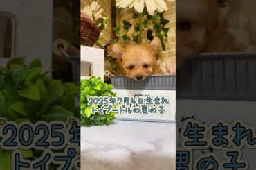 この子の新しいご家族様が決まりました💐素敵なご縁をいただきありがとうございます。👉 詳しくはプロフィールのリンクからご確認ください。#トイプードル #子犬販売 #ペットショップいっぷく #滋賀
