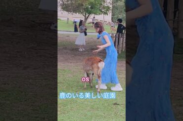 鹿や日本の美学にインスパイアされたファッションスタイル日本の鹿を可愛く着飾った外国人