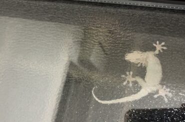 【閲覧注意】ヤモリが蛾を捕食失敗する動画